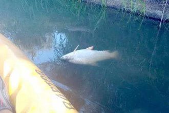 Guardaparques hallaron una decena de peces muertos en el arroyo Perucho Verna