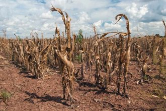 Facultad de la UNER ofrece asistencia para que productores afectados por la sequía accedan a beneficios impositivos