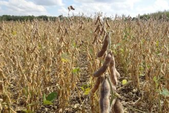 Las pérdidas de soja y maíz llegarían a los 460 millones de dólares, según estimaciones de la Bolsa de Cereales