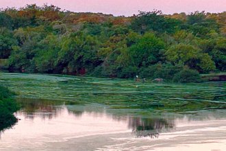 “Claramente son cúmulos de algas”. Afluente del Río Uruguay se coloreó de verde intenso