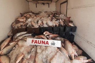 Incautaron 4 mil kilos de pescado que transportaba camión de frigorífico entrerriano