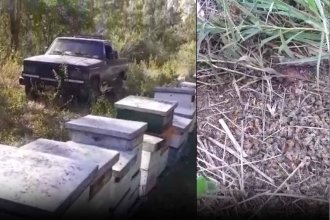 “Están destruyendo la apicultura con las fumigaciones”: la acusación de un productor contra citricultores