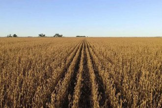 Fue “devastador” el impacto de la sequía y las altas temperaturas en los cultivos entrerrianos