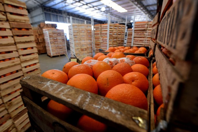 Dirigente citrícola marca diferencias entre producción y mercado: “Mucha fruta está quedando en la planta”