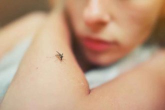 El dengue volvió a Concordia: confirmaron la detección de dos casos importados