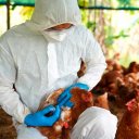 Detectaron un nuevo caso de gripe aviar en la provincia