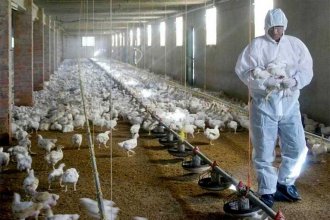 Sociedades Rurales de Entre Ríos cuestionan al SENASA por el manejo “unilateral” de la gripe aviar