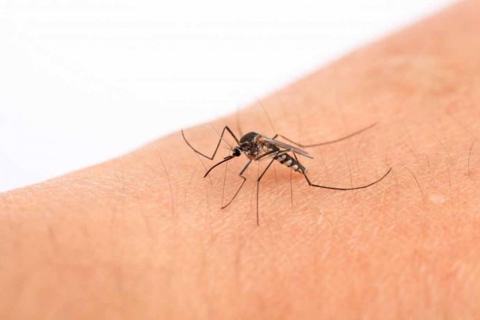La cantidad de casos de dengue sigue bajando y hubo menos de mil en la última semana
