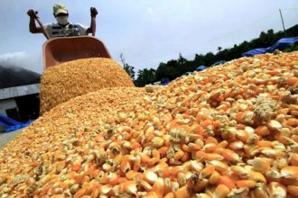 La Bolsa de Cereales alertó que la producción de maíz de primera cayó un 55% en Entre Ríos