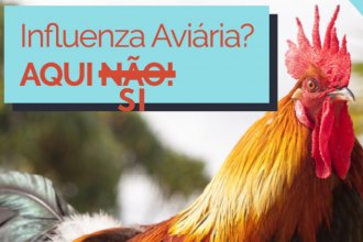 ¡Alerta por gripe aviar! Brasil detectó el primer caso y crece la preocupación en la región