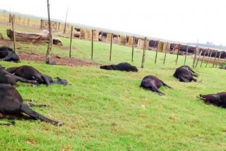 200 vacas cayeron muertas en forma abrupta mientras pastaban en un campo entrerriano