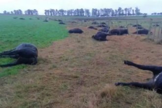 “Puede magnificarse” la mortandad de ganado en Entre Ríos, advierte un especialista