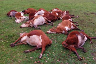 Hubo otra mortandad de vacas en un campo entrerriano que habían sembrado con raigrás y avena