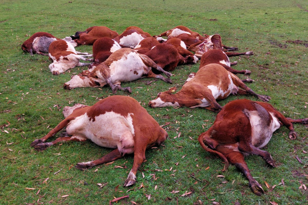 Las vacas muertas en Santa Juana.