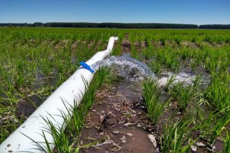 En la costa del Uruguay, evalúan alternativas para reducir el uso de agua en el cultivo de arroz