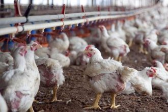 Se levantó la veda en las granjas entrerrianas que registraron casos de gripe aviar