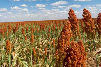 La cosecha de sorgo cayó un 29% en Entre Ríos, en relación al año pasado