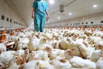 Vietnam habilitó las exportaciones de productos avícolas desde Argentina
