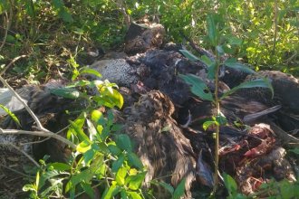Hallaron “montañas” de patos muertos y apuntan a cotos de caza