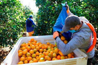 Denuncian que zafreros argentinos trabajan “en forma ilegal” en el citrus uruguayo