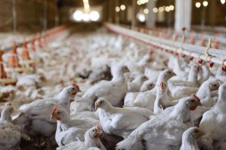Argentina volvió a ser un país libre de gripe aviar, confirmaron desde la Secretaría de Agricultura