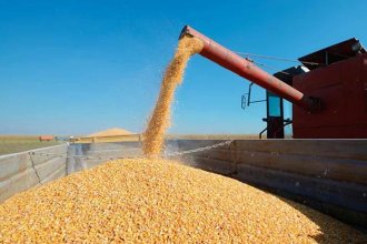 ¿Qué enfermedad sería la causante de la pérdida de alrededor de $10 mil millones en el sector cerealero?