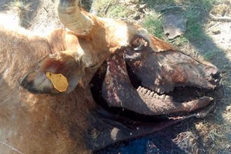 Hallaron animales mutilados con idénticas características en diferentes puntos de la provincia
