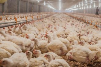 Argentina reanudará las exportaciones de carne aviar con destino a la Unión Europea