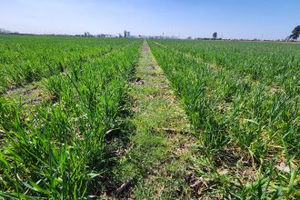 El cultivo de trigo se encamina a otra mala campaña en Entre Ríos y otras zonas productivas