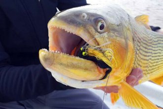 Veda a la pesca deportiva y comercial del dorado en el río Uruguay