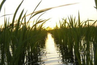 Más lluvias y menos retenciones, claves para “una revancha del arroz” en Entre Ríos y Corrientes