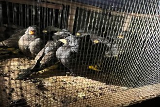 Frenaron un cargamento de aves silvestres nativas, que eran traficadas hacia Uruguay