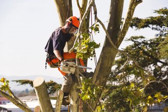 La poda de árboles es responsabilidad privada, dice la Cooperativa que debió cortar la luz en 3 sectores