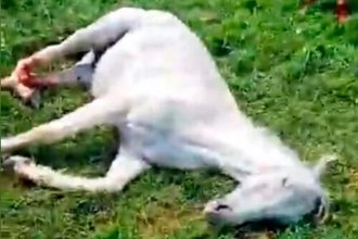 Herido tras presuntas carreras clandestinas, un caballo fue “puesto a dormir”