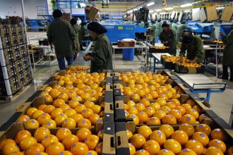 Decidido apoyo de exportadores de citrus del NEA al “Comité PEP” y al DNU de Milei