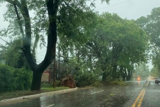 Árboles caídos, tránsito cortado en avenida Eva Perón y zonas anegadas por las intensas lluvias