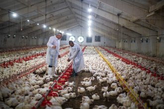 Lucha contra la Influenza Aviar: ordenaron despoblar una granja de la costa del Uruguay