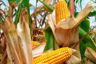 Asoman buenos indicadores para el 95% del maíz sembrado en Entre Ríos