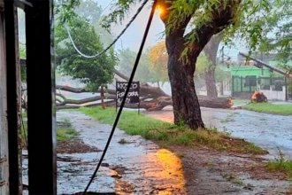 El temporal en Paraná hizo caer 20 árboles y afectaron cuatro viviendas