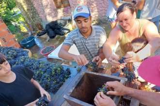 Productores entrerrianos se organizaron para abastecer lo local y algunos ya elaboran sus propios vinos