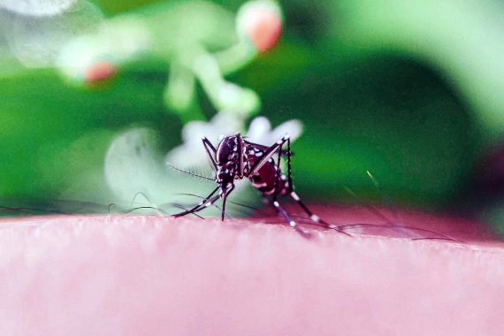 Informaron más de 2000 nuevos casos de dengue en Entre Ríos