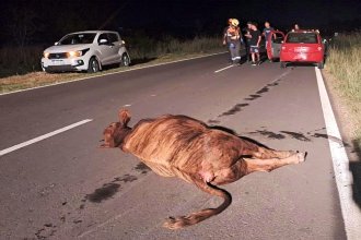 En una misma noche, animal suelto provocó dos accidentes sobre la ruta 130