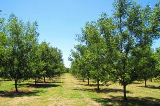 ¿Cómo avanza el cultivo de la nuez pecán en Entre Ríos?