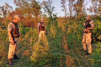 Durante operativo antinarco en Rosario, detectaron plantación de marihuana en isla entrerriana