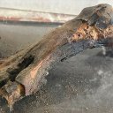 El pie de una momia y piezas arqueológicas, entre los elementos secuestrados tras allanamiento en un museo