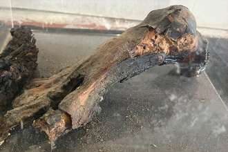El pie de una momia y piezas arqueológicas, entre los elementos secuestrados tras allanamiento en un museo