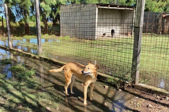Refugio animal en emergencia entregó petitorio con 8 puntos a la Municipalidad de Villa Elisa