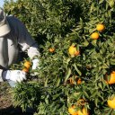 Entidades del citrus piden a empresas y productores un aporte “colaborativo adicional” para la obra social de sus trabajadores