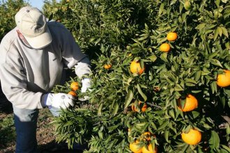 Entidades del citrus piden a empresas y productores un aporte “colaborativo adicional” para asistir a la obra social de sus trabajadores