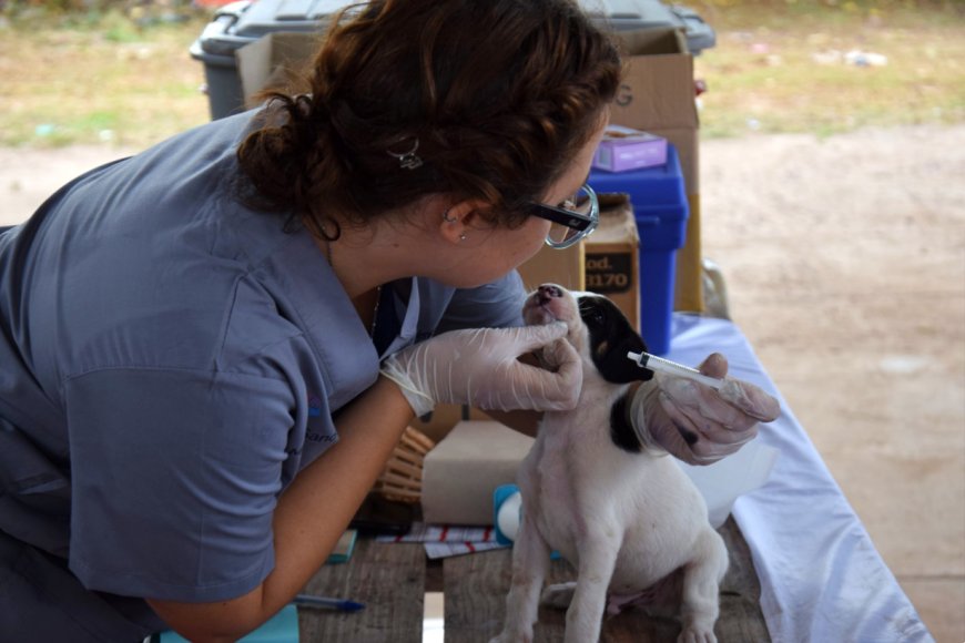 Los perros pueden ser vacunados desde los 3 meses.